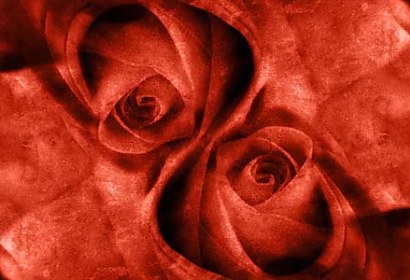 Fototapeta - Ruže v kvete  4400